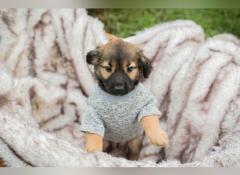 Welpe ARNIE - ich freue mich auf tolle Abenteuer mit meiner Familie!