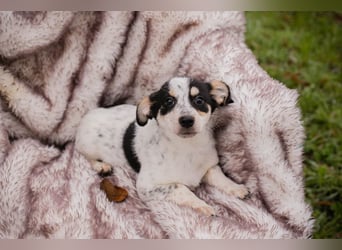 Welpe Chip-Nr. 253319 - die kleine Maus wartet sehnsüchtig auf eine eigene Familie!