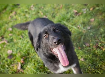 SENTA - diese tolle Begleiterin sucht ein liebevolles Für-Immer Zuhause