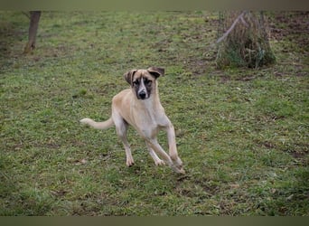 GUNTER - der süße Junghund freut sich auf tolle Abenteuer mit seinen Menschen!
