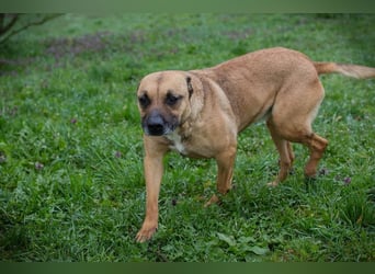 BERTA - neugieriger Balljunkie mit kleinem Handicap sucht Menschen mit Hundeerfahrung