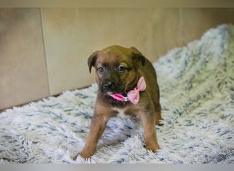 Welpe Chip Nr. 265124 - knuddeln, lernen, spielen - schenkst du mir dein Herz und ein Zuhause?