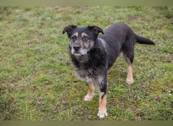 Chip-Nr. 271455 - ich  freue mich darauf, mit meinen Menschen die Welt zu entdecken!