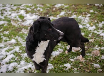 BUONAVITA - die süße Maus freut sich auf das Leben in einer eigenen lieben Familie!