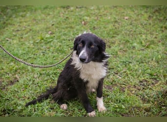 INDIE - ich möchte so gerne DEINE vierbeinige Begleiterin sein!