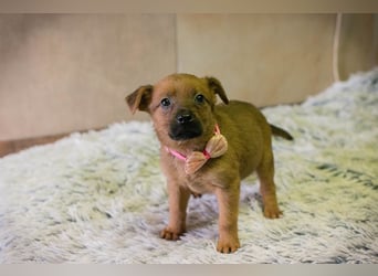 Welpe Chip-Nr. 256803 - ich träume davon, ein geliebtes Familienmitglied zu sein...