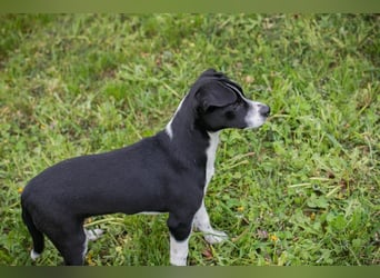 Welpe HUBSI - der fröhliche und lebhafte kleine Junge sucht eine unternehmungslustige Familie!