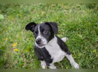 Welpe HUBSI - der fröhliche und lebhafte kleine Junge sucht eine unternehmungslustige Familie!