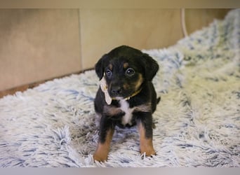 Welpe BELLA - ich möchte so gerne ein Teil deiner Familie sein!