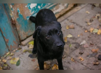 BARNEY - black is beautiful - ich träume von tollen Abenteuern mit meinen Menschen