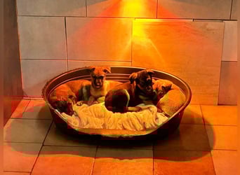 Welpe Chip-Nr. 273268 - welche liebe Familie zeigt mir, wie schön ein Hundeleben sein kann?