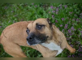 BERTA - neugieriger Balljunkie mit kleinem Handicap sucht Menschen mit Hundeerfahrung