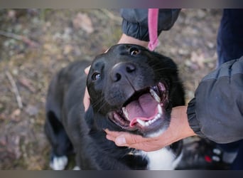 MIRAN - der aktive, zugängliche Rüde sucht eine hundeerfahrene, unternehmungslustige Familie!
