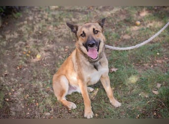 Chip 289818 - Junger Mann sucht ein aktives Zuhause