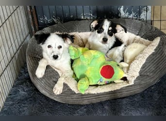 Welpe Chip-Nr. 253319 - die kleine Maus wartet sehnsüchtig auf eine eigene Familie!