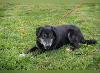 ROLFI - der liebe und zugängliche ältere Rüde sucht ein tolles Zuhause