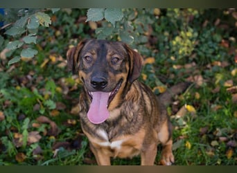 FREDDY - der liebe Rüde mag Menschen und Artgenossen sehr und liebt es, Ball zu spielen