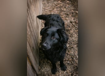 OLE - black is beautiful - der lustige und brave Junge sucht ein tolles Für-Immer Zuhause!