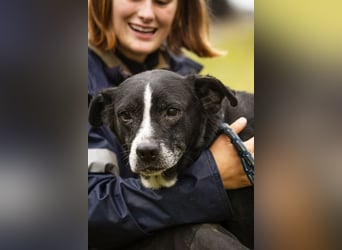 SHERLOCK - der liebe, fitte Senior möchte noch mal durchstarten!