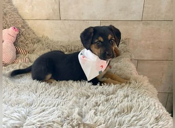 Welpe Chip Nr. 264199 - wer verliebt sich in die kleine Maus und schenkt ihr ein tolles Zuhause?