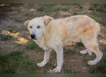 NOBBY - der herzensgute Senior wünscht sich noch ein liebes Zuhause und ein warmes Körbchen...