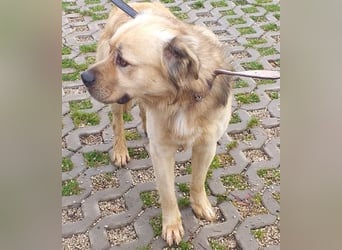 TUGDIL - ich gehe bereits toll an der Leine und suche eine konsequente Familie!
