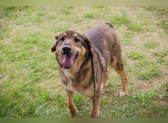 SANAJ - der liebe Rüde mag die Menschen und sehnt sich nach Aufmerksamkeit, Zärtlichkeit und Wärme.