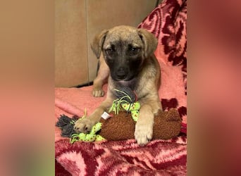 Welpe Chip-Nr. 256271 - wenn ich groß bin möchte ich eine richtige Familienhündin sein!