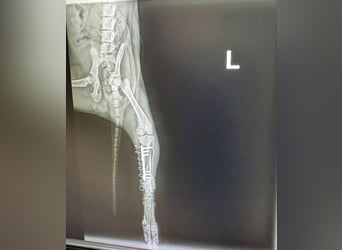 Welpe HUBSI - der fröhliche und lebhafte kleine Junge sucht eine unternehmungslustige Familie!