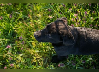 Welpe Chip-Nr. 267753 - wer schenkt mir sein Herz und ein Für-Immer Zuhause?