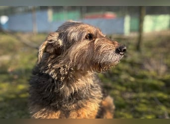 HERMANN - der zurückhaltende, ältere Strubbel ist auf der Suche nach Liebe und Geborgenheit