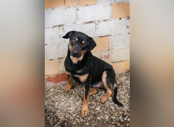 MARLEY - ich suche ein tolles Zuhause!