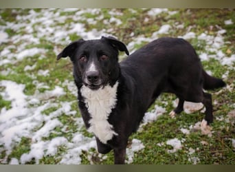 BUONAVITA - die süße Maus freut sich auf das Leben in einer eigenen lieben Familie!