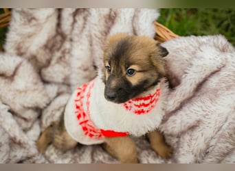 Welpe Chip-Nr. 273987 - welche liebe Familie hat ein kuscheliges Plätzchen für mich?