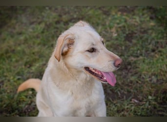 CAMILLA - das hübsche Mädchen wartet sehnsüchtig auf ein eigenes Für-Immer Zuhause