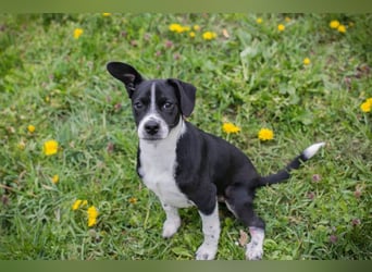 Welpe HUBSI - der fröhliche und lebhafte kleine Junge sucht eine unternehmungslustige Familie!