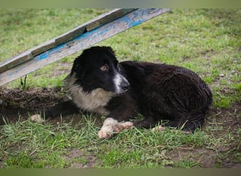 INDIE - ich möchte so gerne DEINE vierbeinige Begleiterin sein!