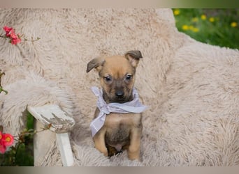 Welpe AMARETTO - kuscheln, spielen, lernen - wer zeigt mir, wie schön ein Hundeleben sein kann?