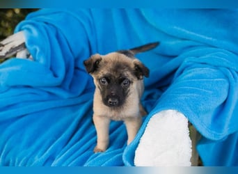 Welpe BARNABY - der kleine Mann freut sich auf tolle Abenteuer mit seiner Familie!