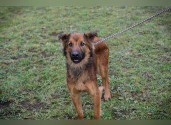 ANDREAS - der aktive und verspielte, liebe Hundemann sucht ein tolles Für-Immer Zuhause!