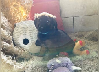 Welpe WILLI - der süße Rüde freut sich darauf, mit seinen Menschen die Welt zu entdecken!