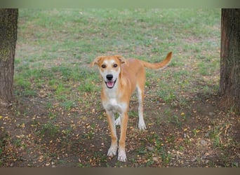 SVEN - wer schenkt mir ein Zuhause und zeigt mir die Welt?