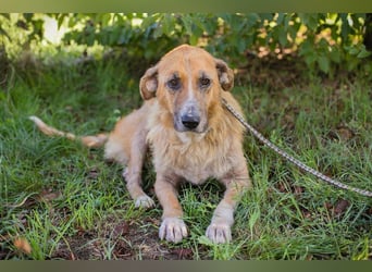 MANUEL - der liebe, brave Senior möchte so gerne noch Geborgenheit im eigenen Zuhause kennenlernen..