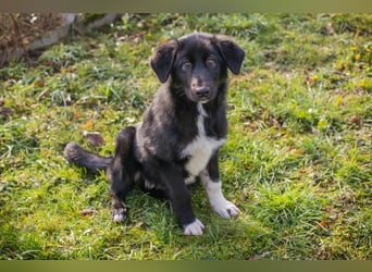 SENTA - diese tolle Begleiterin sucht ein liebevolles Für-Immer Zuhause