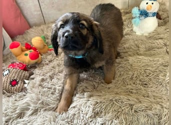 Welpe WILLI - der süße Rüde freut sich darauf, mit seinen Menschen die Welt zu entdecken!