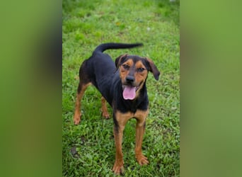 RICO - der aktive und lernwillige Rüde sucht eine unternehmungslustige Familie