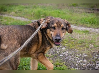 SANAJ - der liebe Rüde mag die Menschen und sehnt sich nach Aufmerksamkeit, Zärtlichkeit und Wärme.