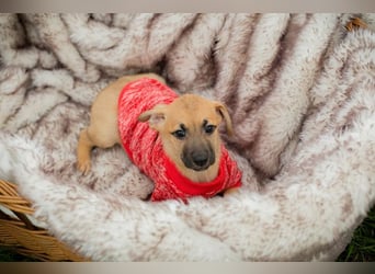Welpe LESSER - der kleine Racker erobert die Herzen im Sturm und freut sich auf sein Zuhause!