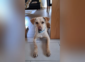 LEO - wer sucht einen treuen Begleiter fürs Leben?