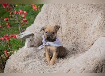 Welpe AMARETTO - kuscheln, spielen, lernen - wer zeigt mir, wie schön ein Hundeleben sein kann?